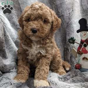 Heather, Mini Goldendoodle Puppy